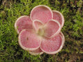 10pcs Butterwort Carnivorous Plant G6135